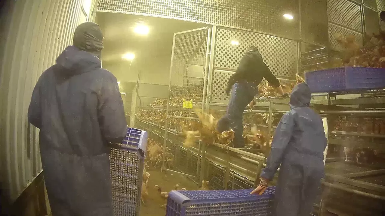 Undercover filming by animal campaigners reveals Norfolk chicken workers kicking and hitting birds