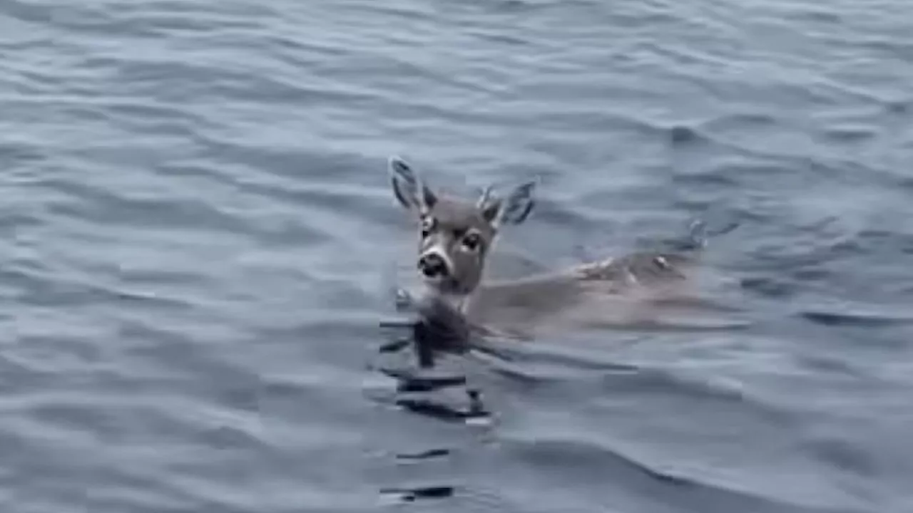 2 deer stranded in water catch ride from Alaska State Troopers