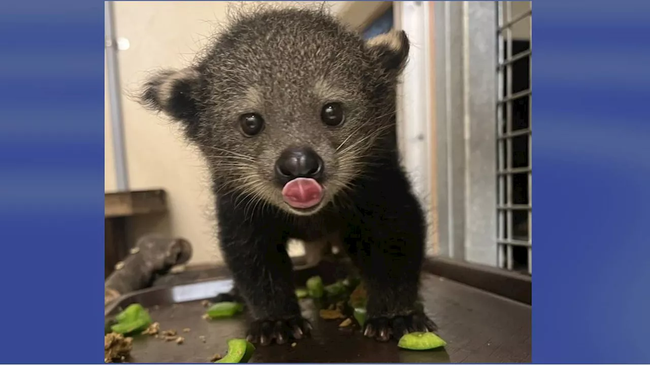 Zoo Atlanta welcomes 3 baby binturongs