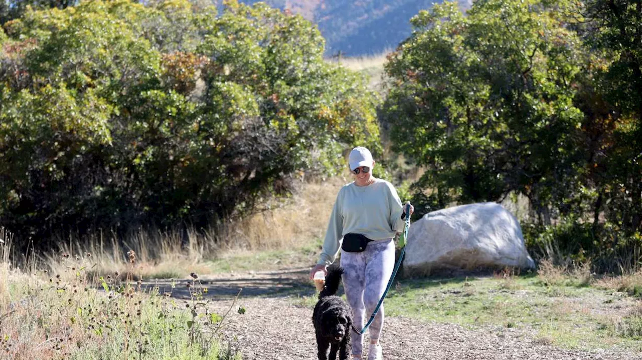 Rise in urban coyote sightings, reported pet attacks raise concerns in Salt Lake County