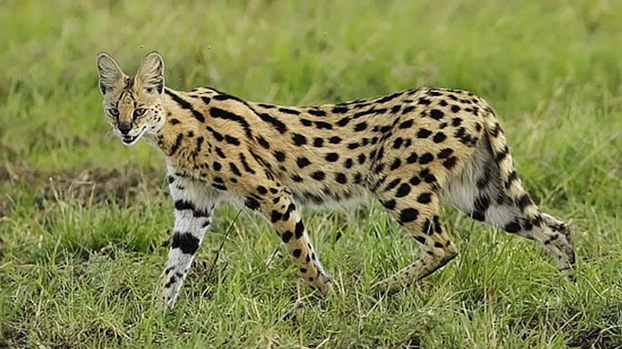 African serval on the loose in Illinois, officials say