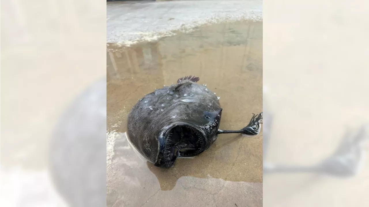 Rare monster-looking fish with sharp teeth washes up at OC’s Crystal Cove