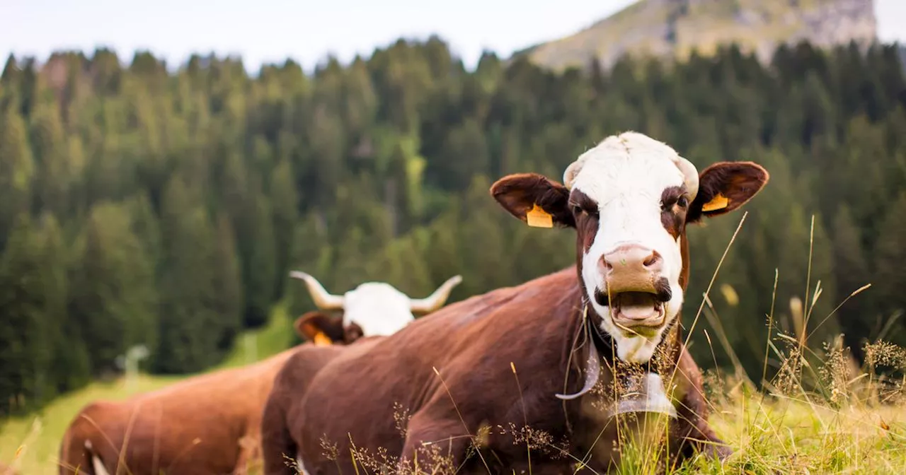 L'est de la France gagné par la menace de la fièvre hémorragique des bovins