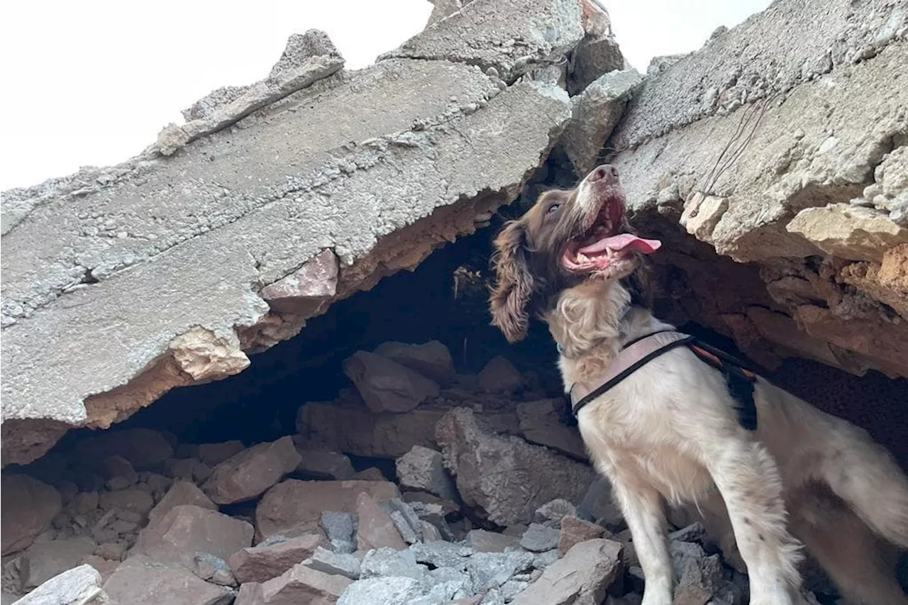 Heroic Lancashire dog who helped save lives in Turkey to be given special award