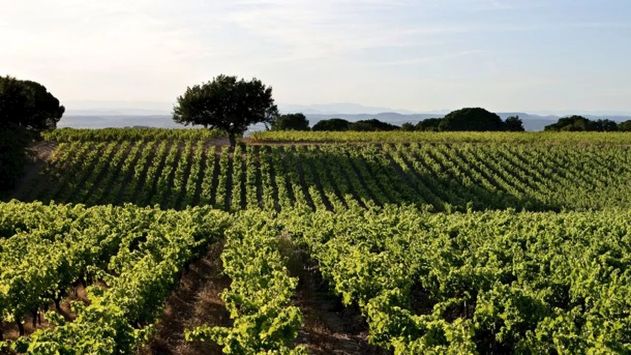 Vendanges : les Costières de Nîmes échappent cette année à la sécheresse