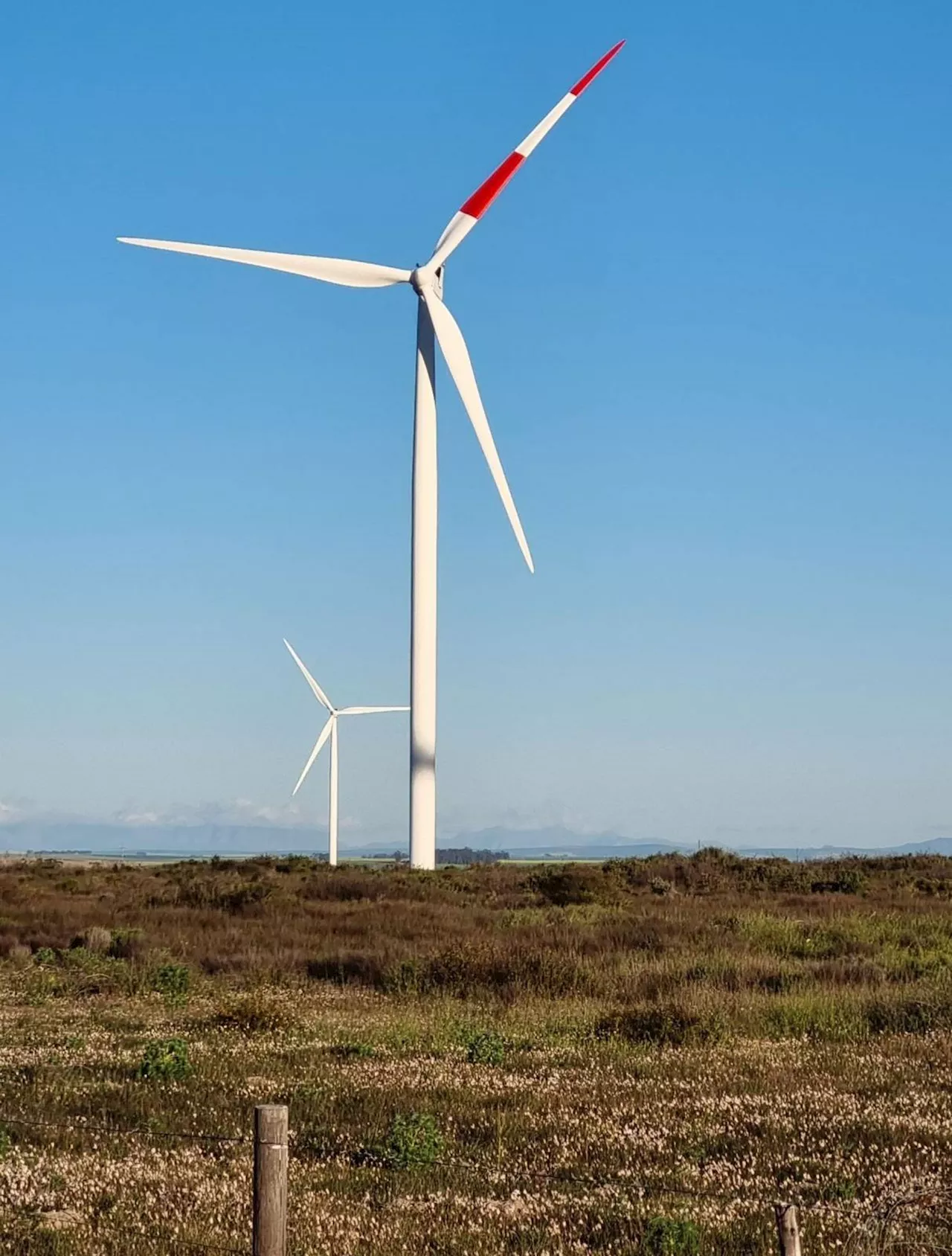 Wind farms to trial painted blades in bid to prevent bird strikes