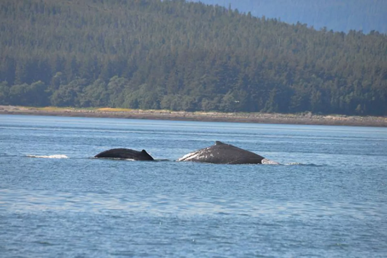 Humpback Whale Calf Known As Tango Was Killed by Boat