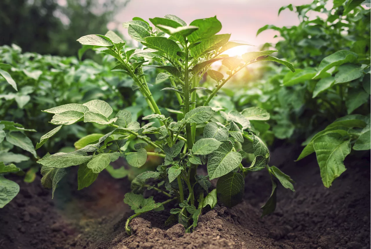 Plants Revealed 'Talking' to Each Other About Insects in Video