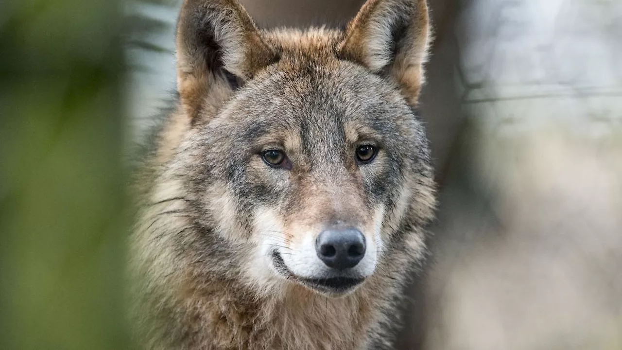 Niedersachsen & Bremen: Wolf in der Region Hannover abgeschossen