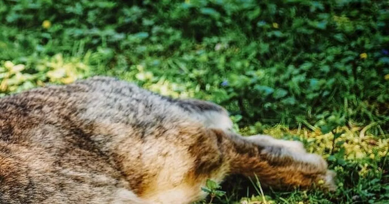 Haustier in Bielefeld mit Bolzen durchbohrt: Tierrechtler setzen 500 Euro Belohnung aus