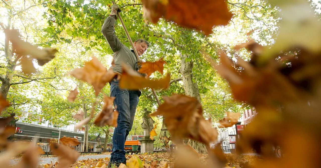 Laub fegen: Die häufigsten Irrtümer über die Last im Herbst