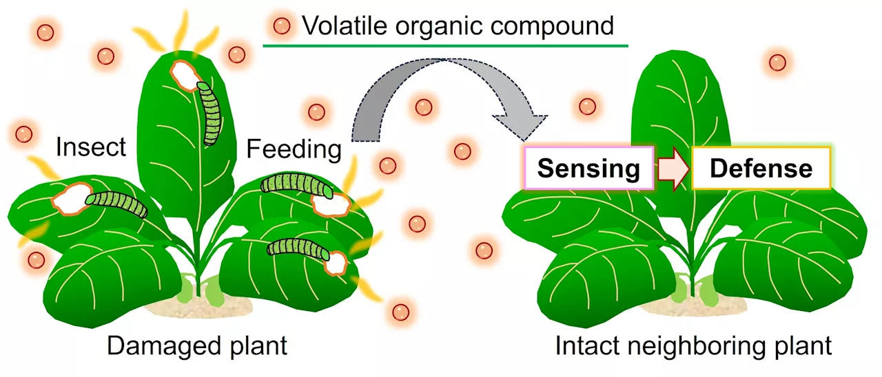 Real-time visualization of plant-plant communications through airborne volatiles