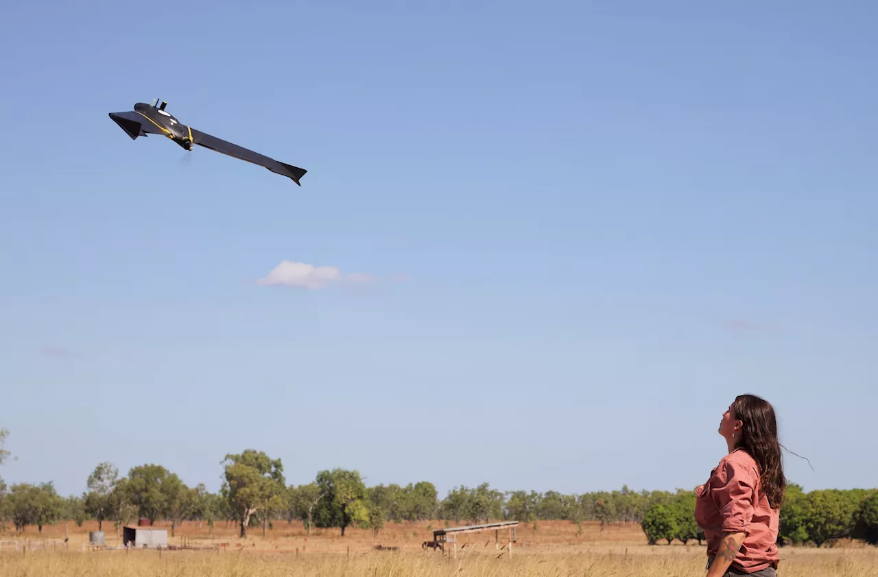 Study combines drones with GPS tracking to survey feral pig abundance and density