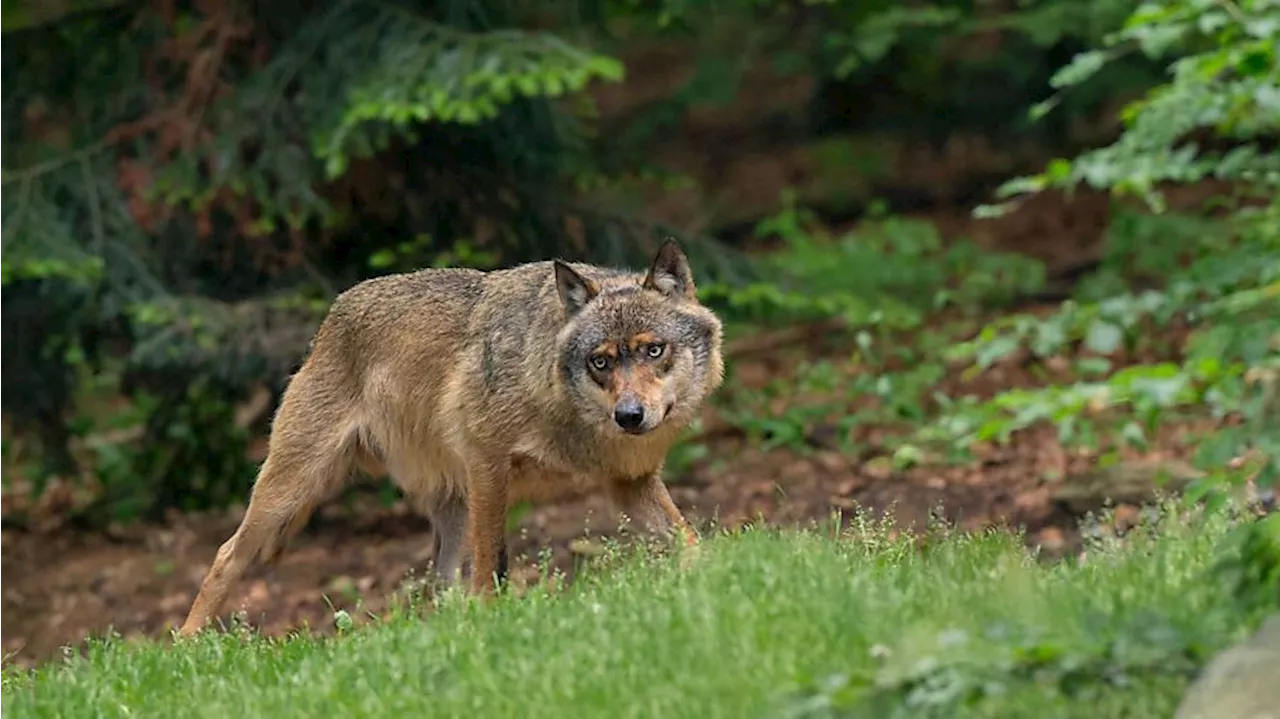 Glarner Wolfsrudel dürfen reguliert werden