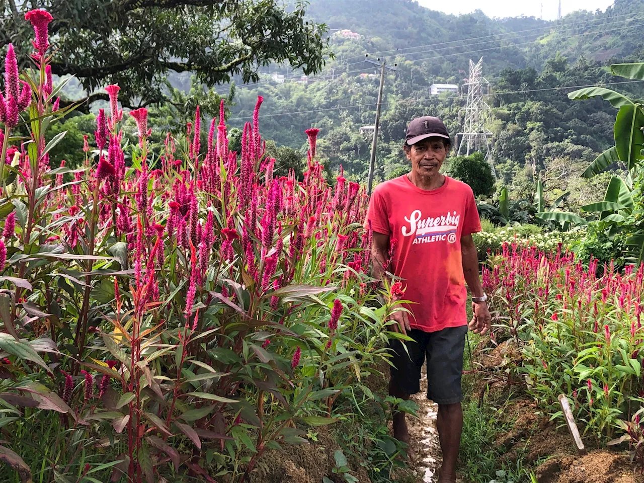 Amid El Niño and storms, Cebu farmers, fishers face rising livelihood costs