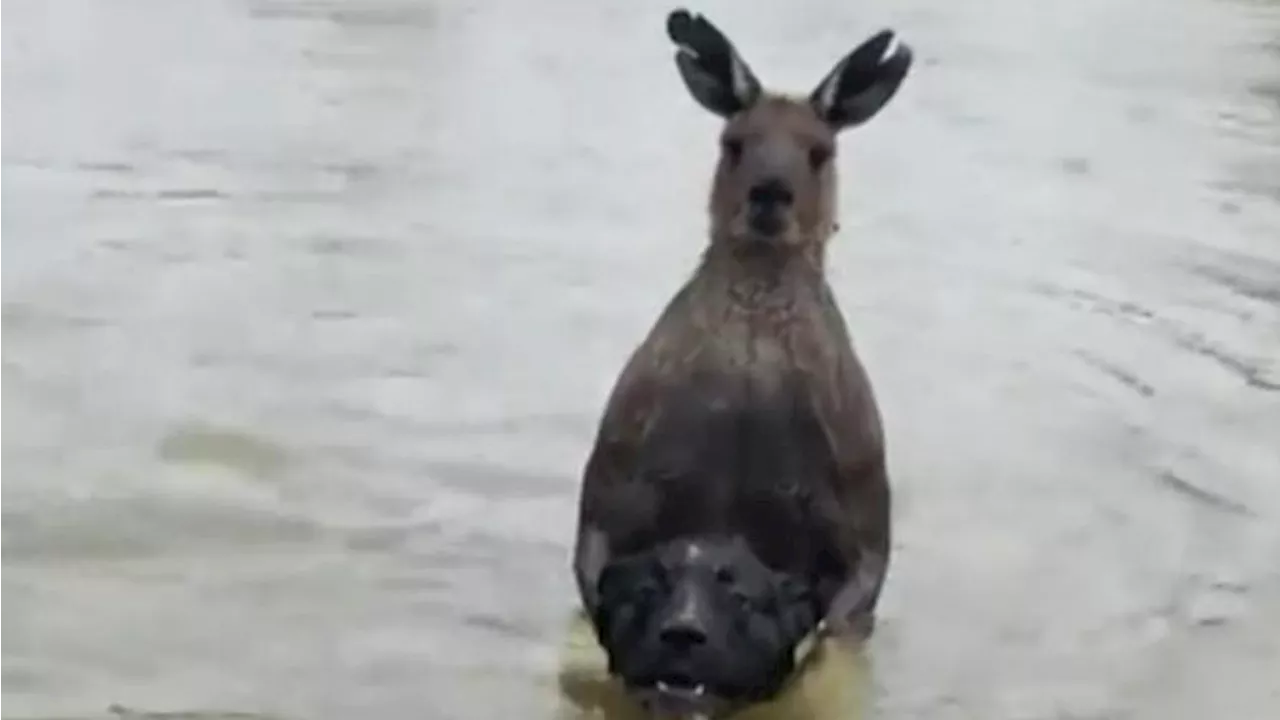 Aggro-Kampf in Australien: Mann rettet seinen Hund vor Muskelprotz-Känguru!