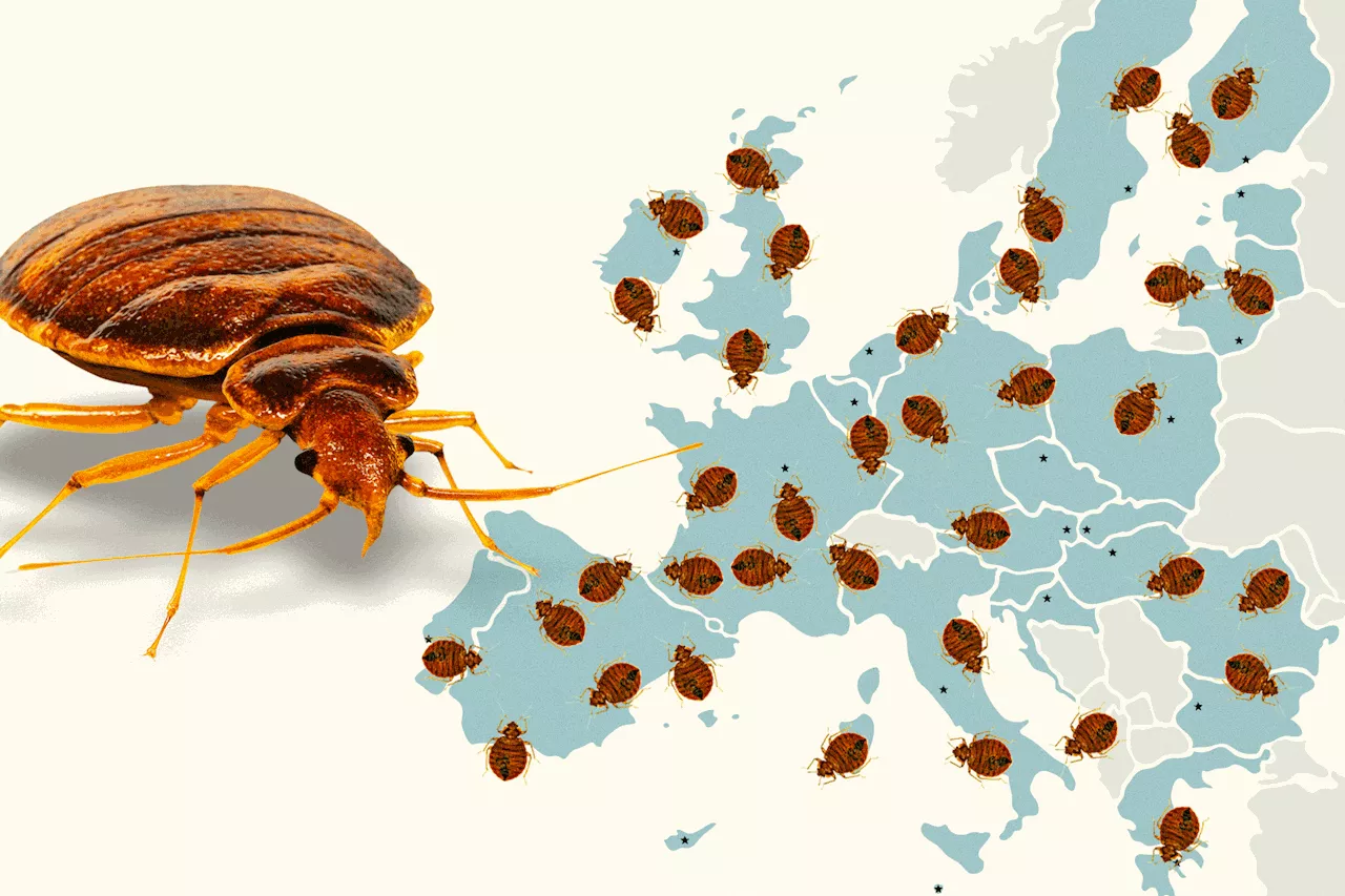 Bedbug Mania Is Traveling Far Outside of Paris. Guess Why.