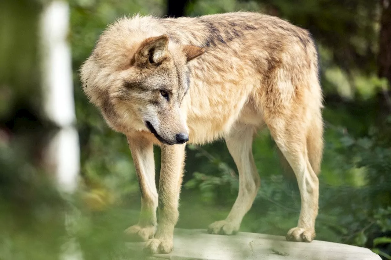 Folgen nach Angriff auf 7 Alpakas: Bund bewilligt Regulierung von Glarner Wolfsrudeln