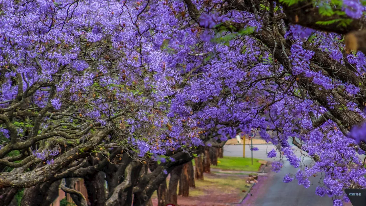 Jacaranda season is here: Four spots in Gauteng to see the blooms