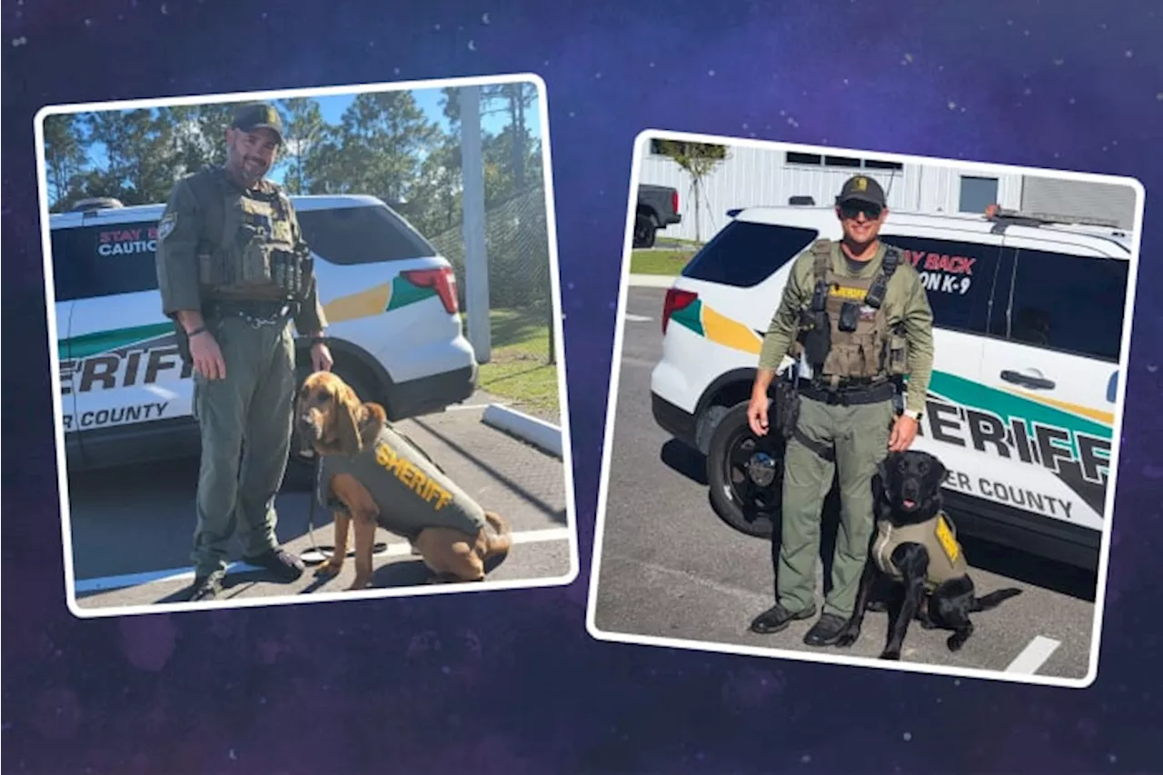 Flagler County Sheriff’s Office K-9s get new bullet and stab protective vests