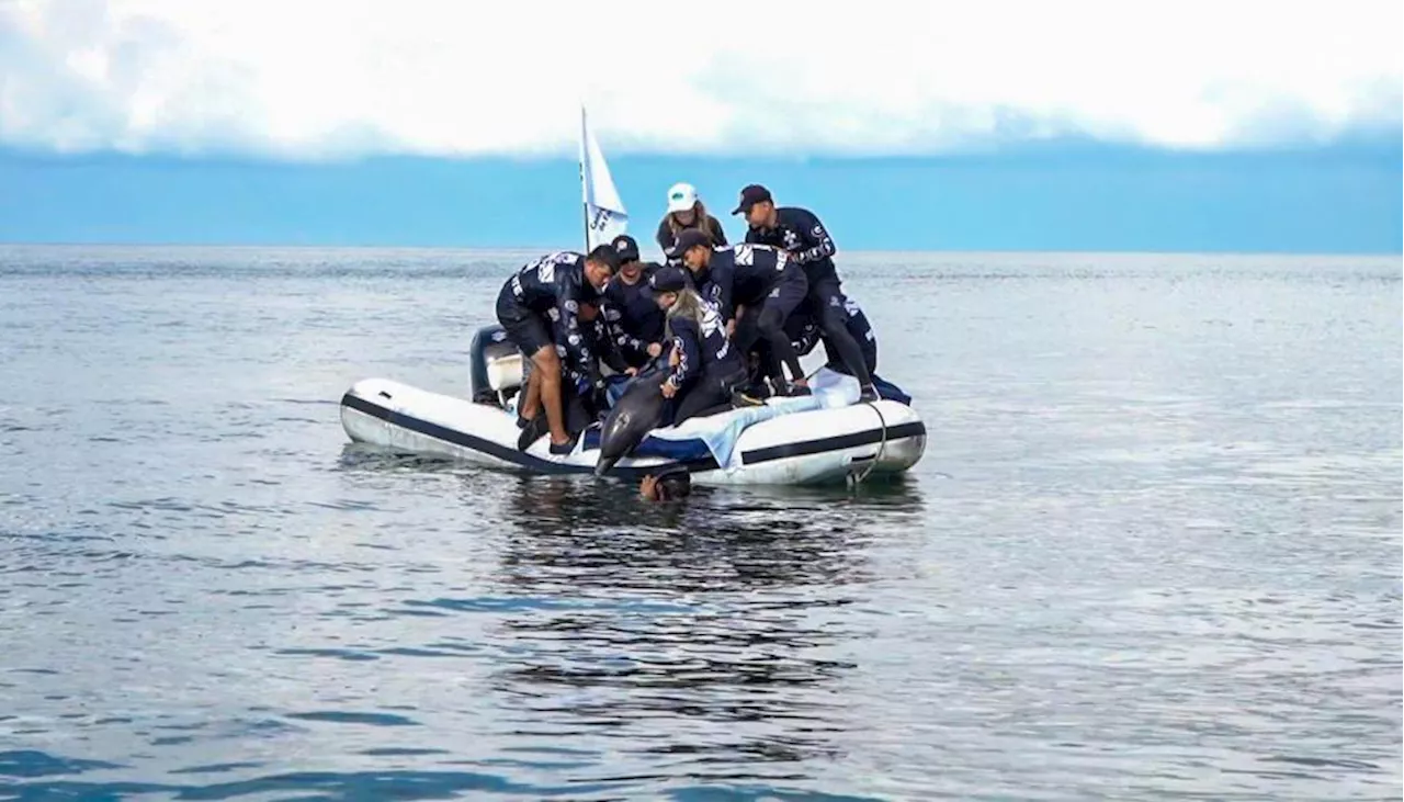 Liberan en Inca Inca a delfín 'Nariz de Botella' rescatado por pescadores en Tasajera