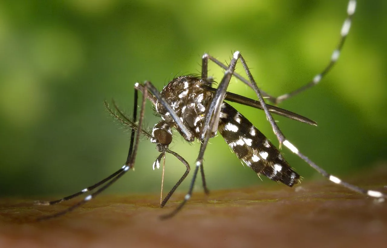 Ces insectes résistent en France à l’automne à la faveur du réchauffement climatique