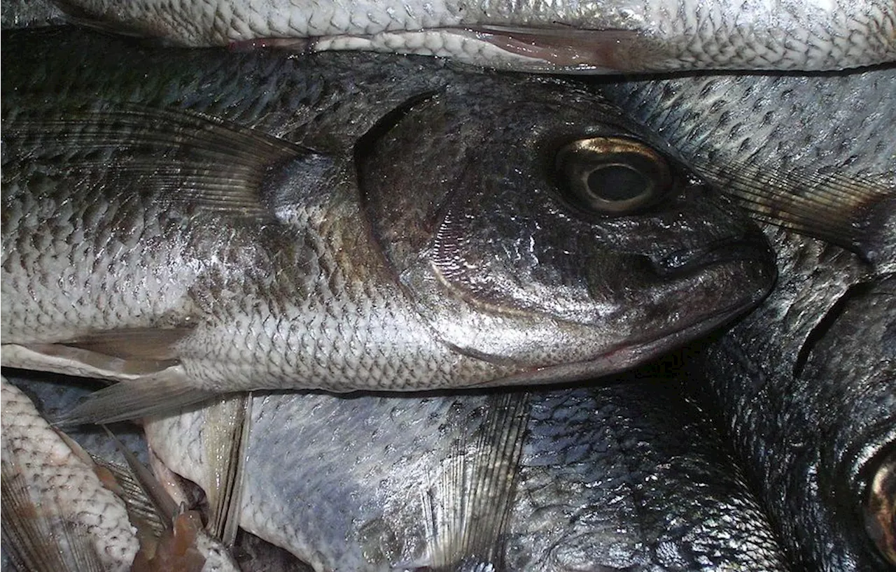 Dordogne : Plus de 300 kg de poissons morts retrouvés dans un étang