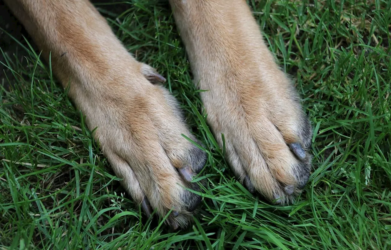 Drôme : Un chien tombé dans un puits d’une dizaine de mètres sauvé par les pompiers