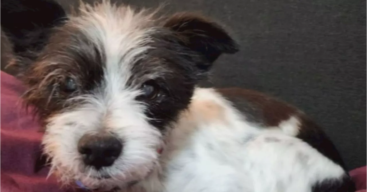 Victorian politicians unite in calling for dog to be allowed back in parliament