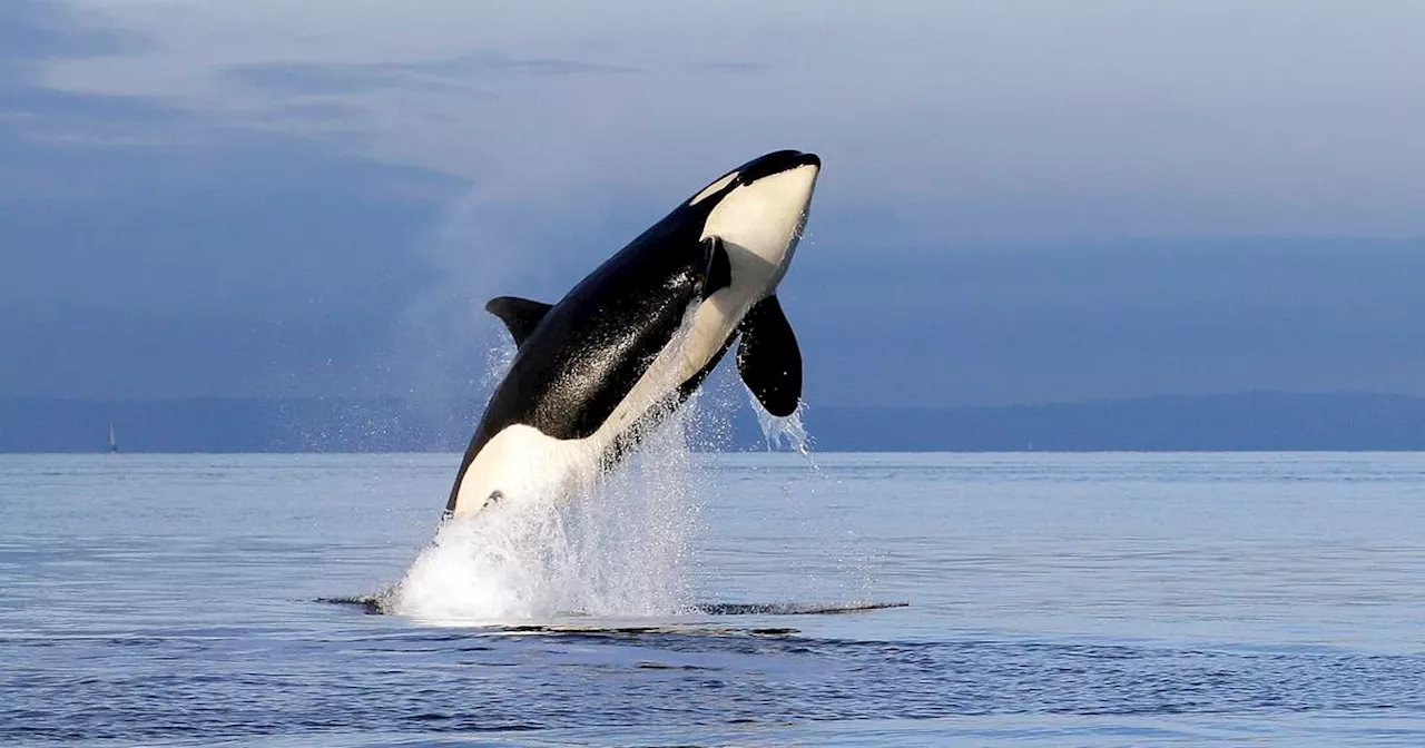 The oldest Puget Sound orca: L25 may be approaching 100