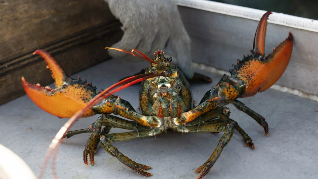 Young lobsters show decline off New England, and fishermen will see new rules as a result