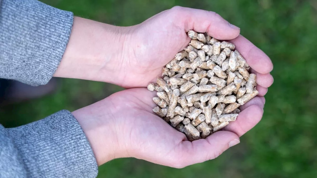 Heizen mit Holz: Pelletpreise sinken im Herbst