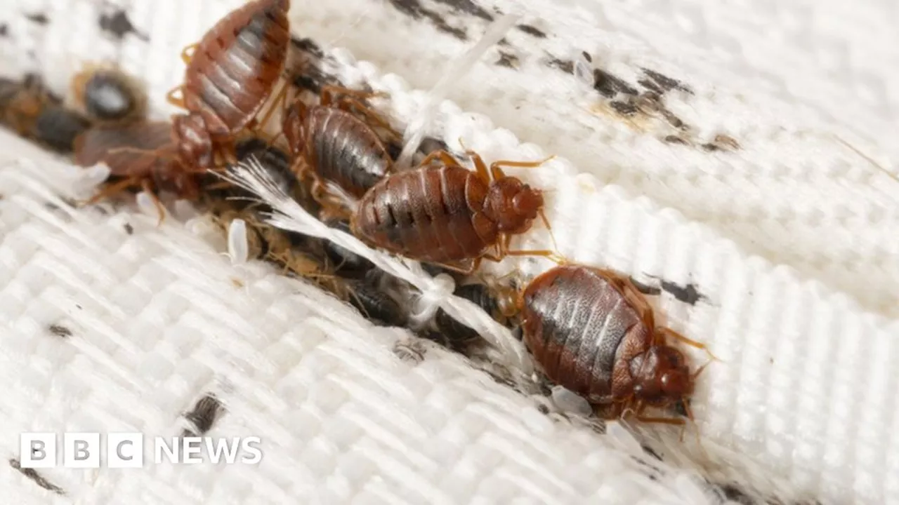 Bedbugs at Ipswich tax office still a problem after 12 months