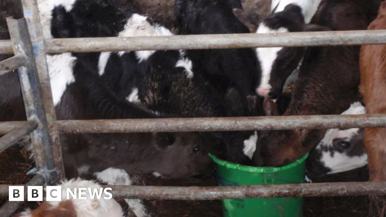 Farmers sentenced over animal cruelty in Staffordshire