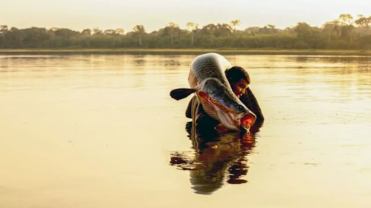 The Amazon's colossal prehistoric fish