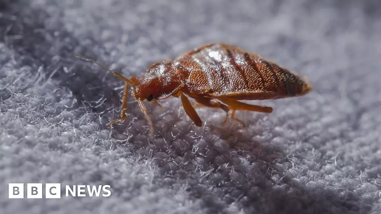 Bedbugs: Hotels turn to tech as outbreaks rise