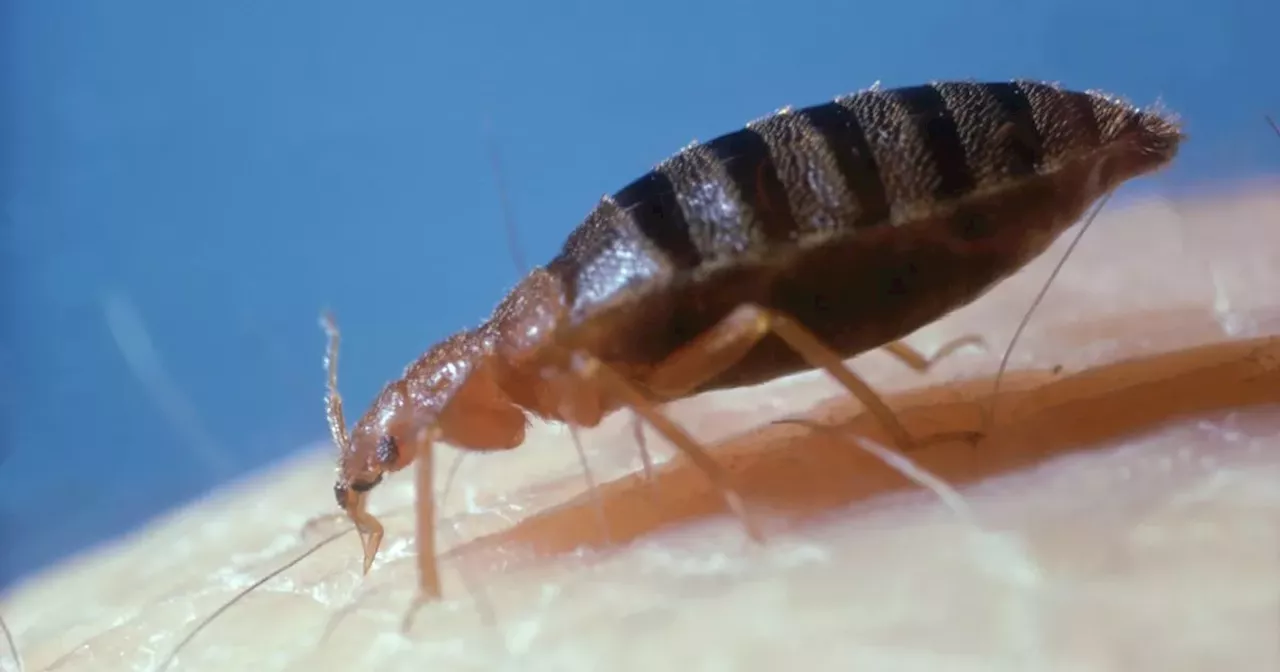 Poundland launching a bedbug killing spray for 'half-price' today