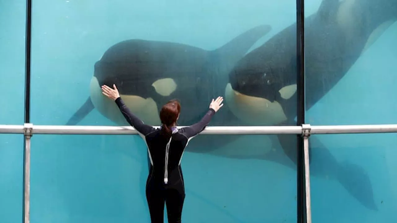 Antibes: Marineland annonce la mort d'une orque de son parc, une association porte plainte