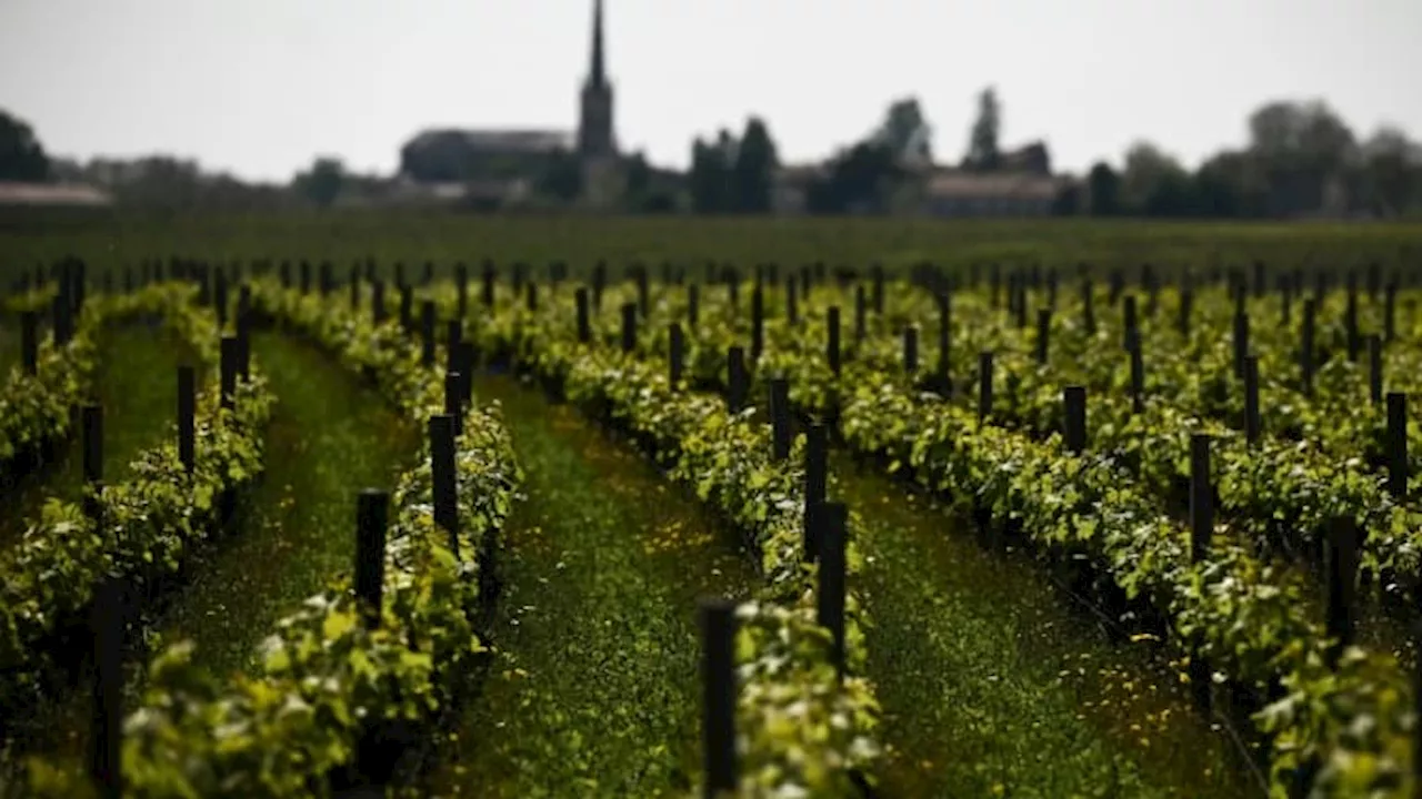 Pesticides: le risque de leucémie augmente selon la taille des terrains de vignes à proximité, selon une...