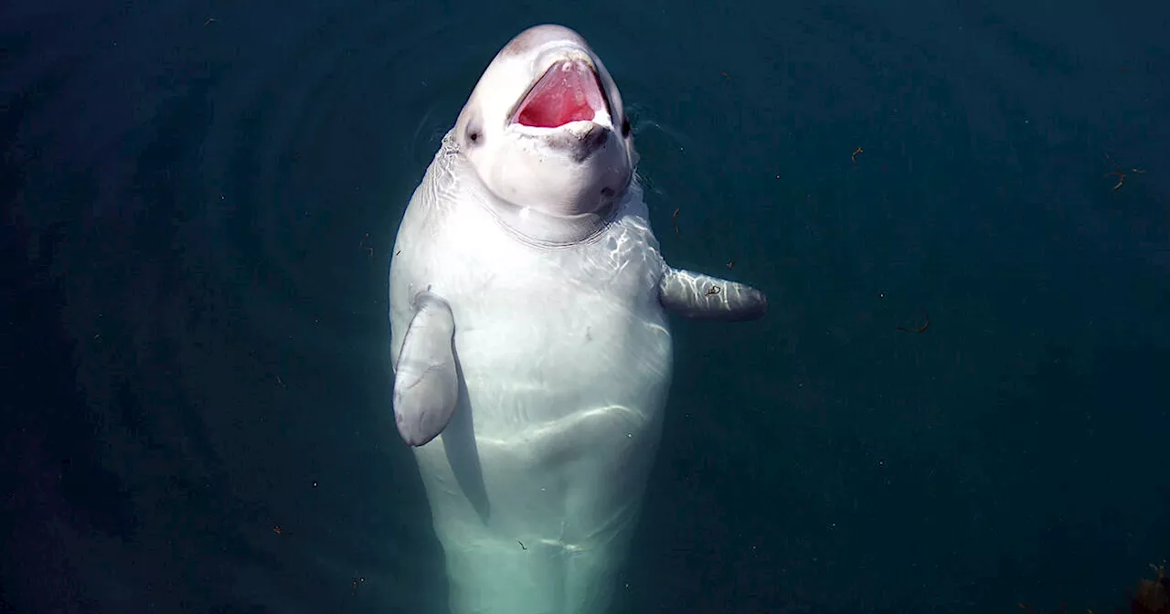 You could actually spot wild beluga whales at this Ontario provincial park