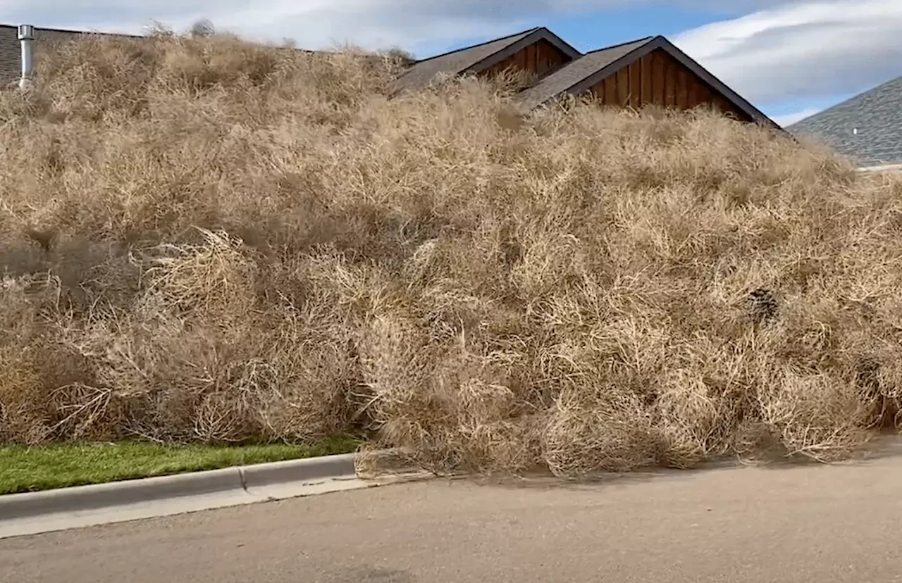 Tumbleweeds pile up in front of Montana homes amid high winds