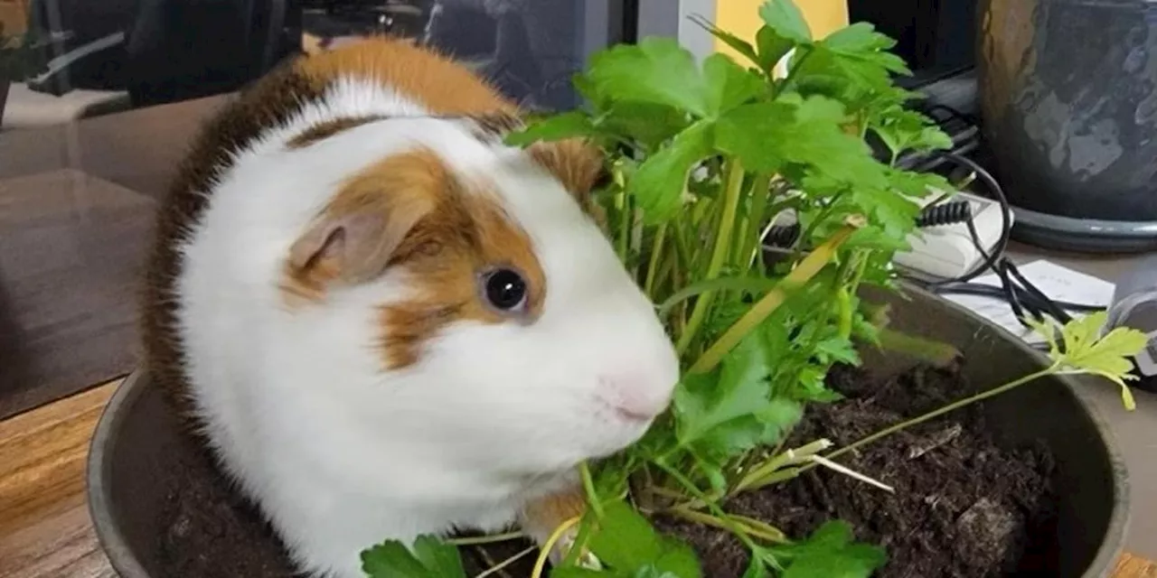 Garfield Heights Police Department mourns loss of guinea pig