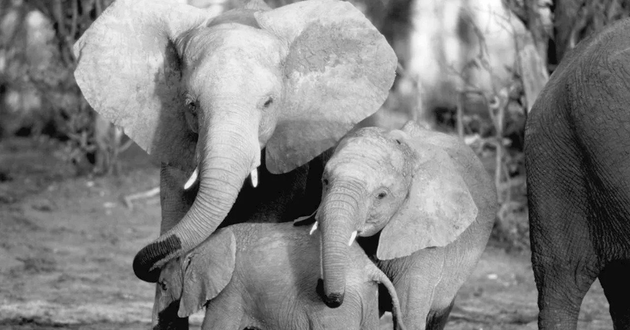 Whispers: An Elephant’s Tale: Where to Watch & Stream Online