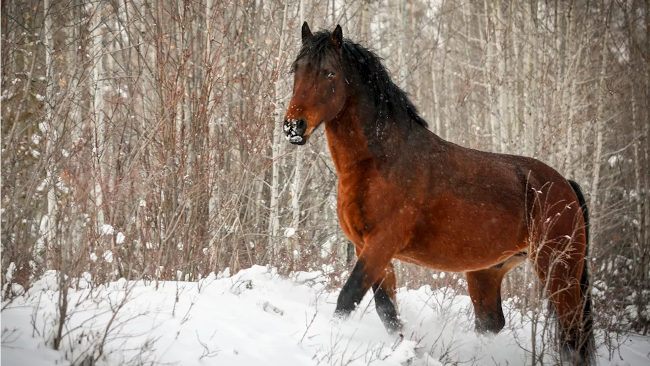 Feral horse count in Alberta district past threshold according to new management plan