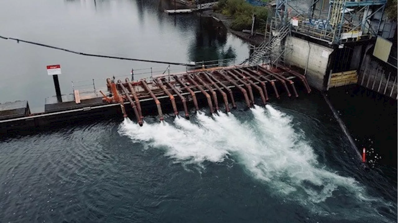 Heavy rainfall welcome for Cowichan River salmon spawn