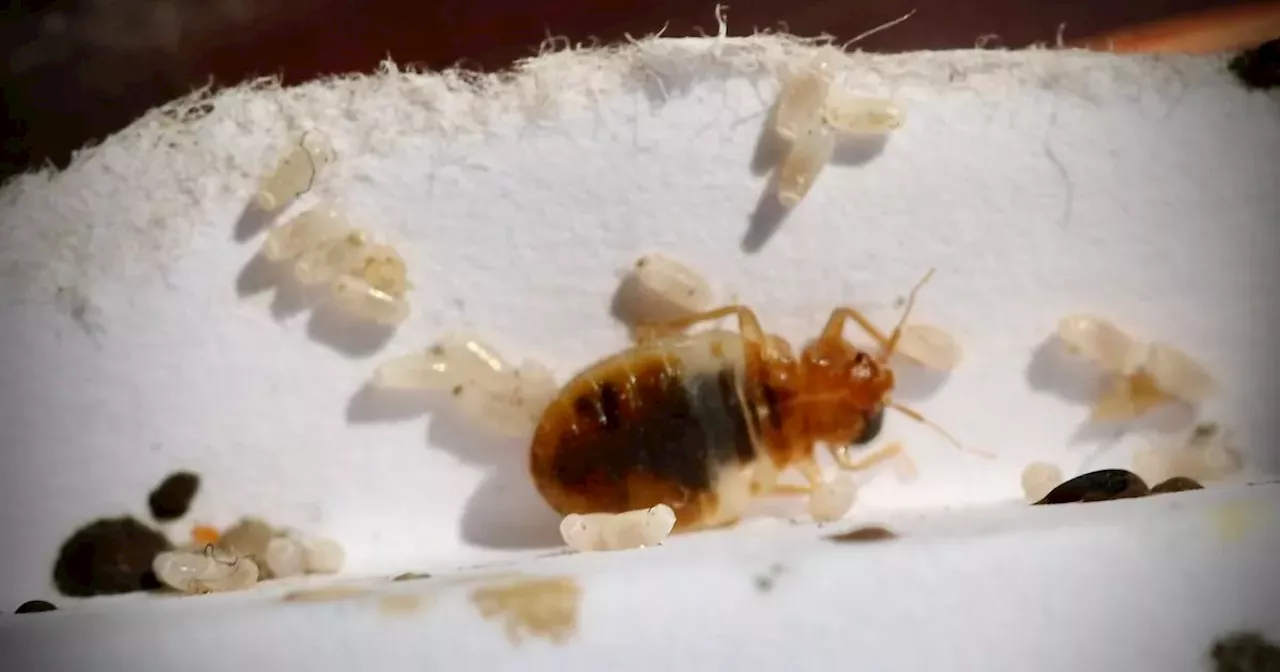 Pharmacist urges people to avoid popular home remedy to treat bed bug bites