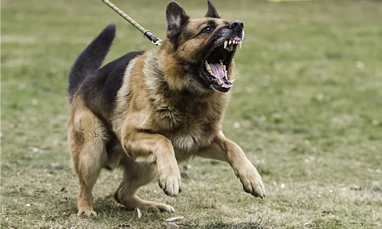 Horror as five-year-old boy is mauled by three German Shepherds - as police launch hunt to find dog...