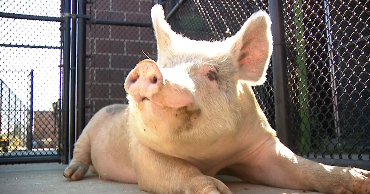 Fred's fresh start: 400-pound pig at center of Aurora crime spree finds new home