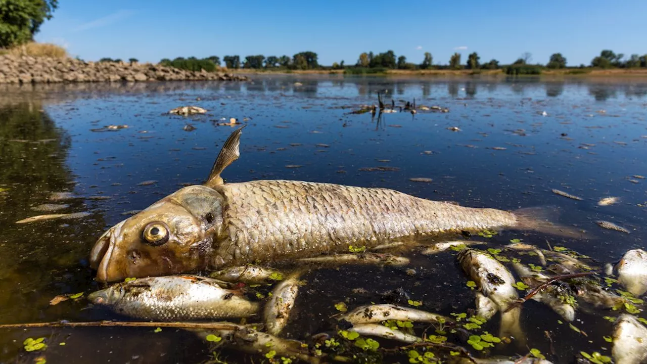 Verunreinigtes Abwasser: Polizei ermittelt Verdächtigen nach Fischsterben in der Elz