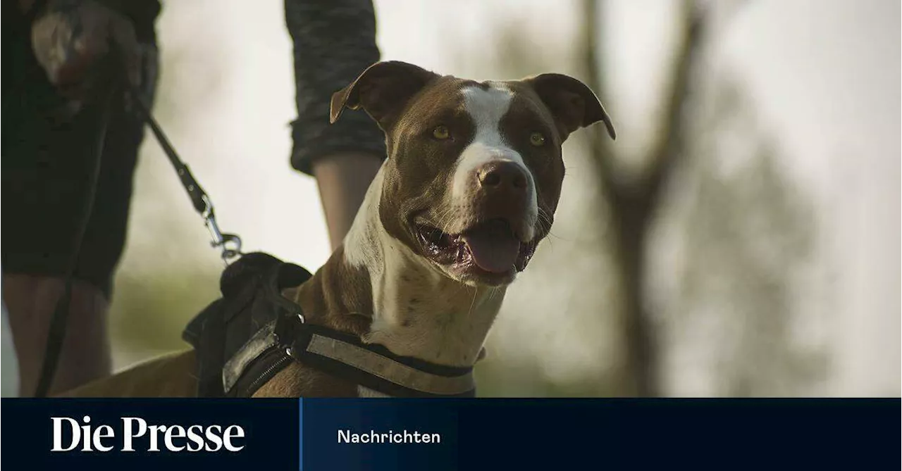 Frau stirbt zwei Monate nach Hundeattacke in Niederösterreich